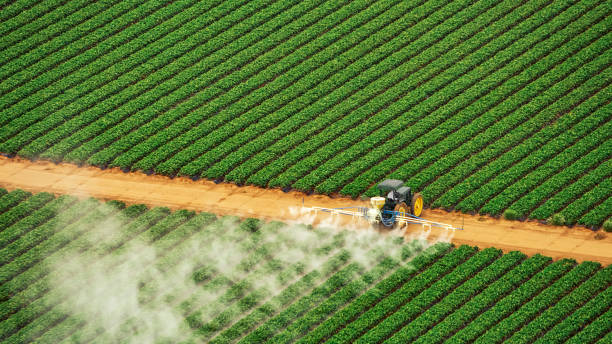 Insect Control in Alvarado, TX